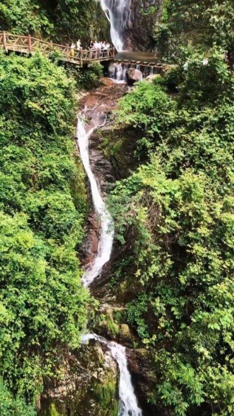 沙皮狗逃离